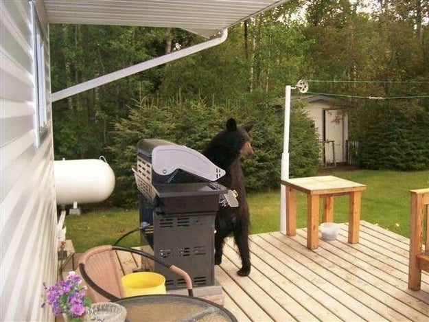This cool bear getting the grill going: