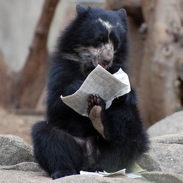 This bear doing the crossword puzzle: