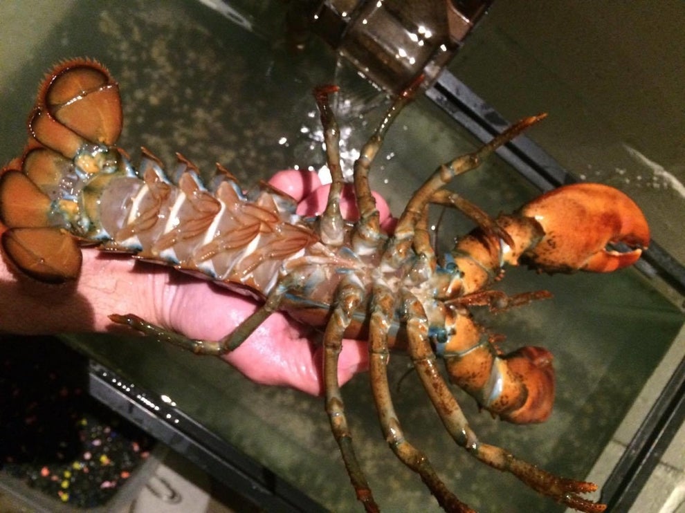 Two Canadian Women Undertook An Epic Rescue To Return A Lobster To The Sea