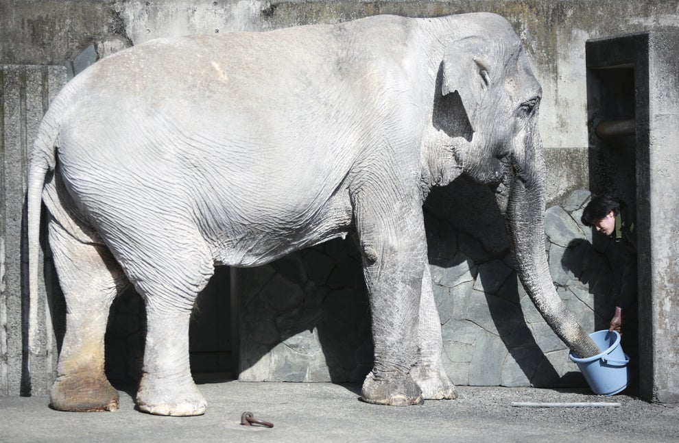 Japan's Oldest Elephant Has Died After A Lifetime Of Captivity