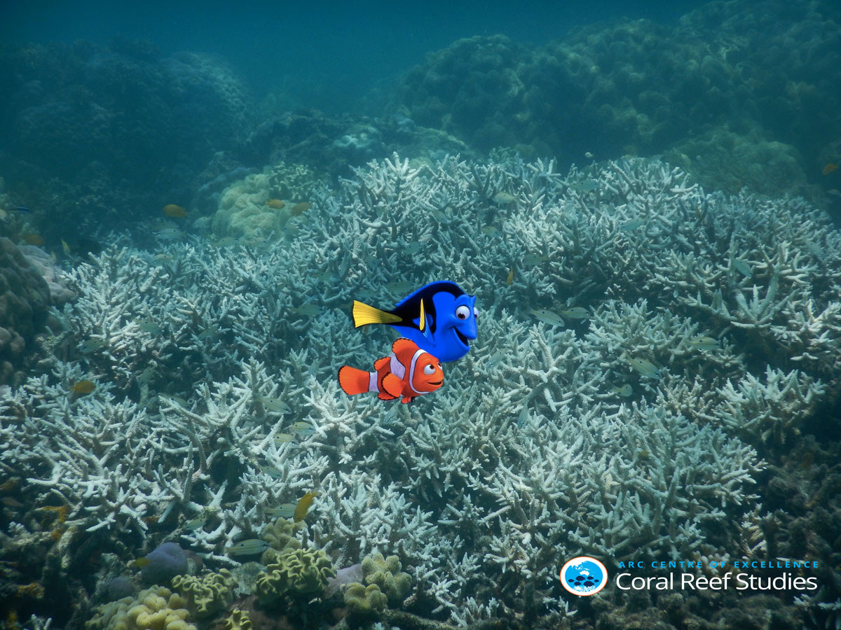 coral finding nemo