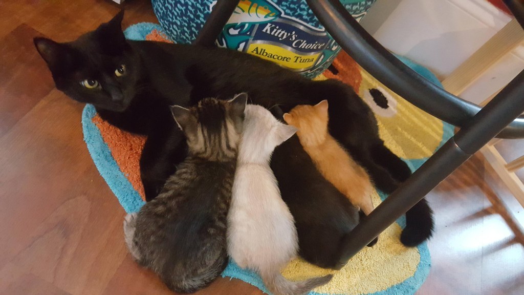 This Cop Rescued A Kitten Left In The Rain And Now Theyre A Crime 