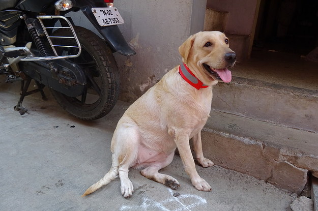 reflective collars for stray dogs