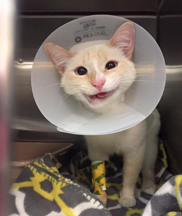 This week's cat of the week is the kitty with the cutest smile in all the land. Enhanced-19647-1462272289-11