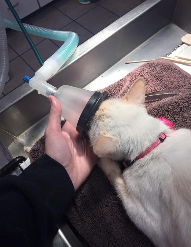Last October, Duchess the cat was brought into Adobe Animal Hospital and Clinic in Texas. She'd be hit by a car and had a broken jaw.