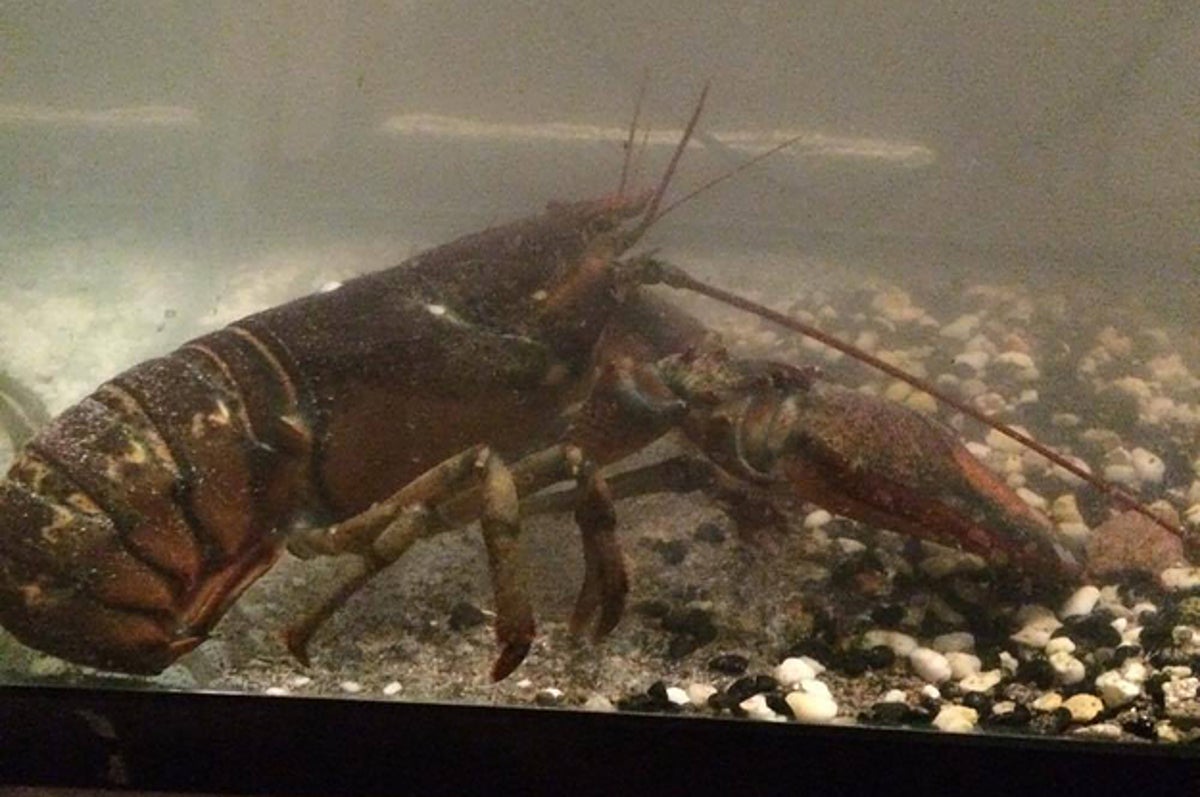 Two Canadian Women Undertook An Epic Rescue To Return A Lobster To The Sea