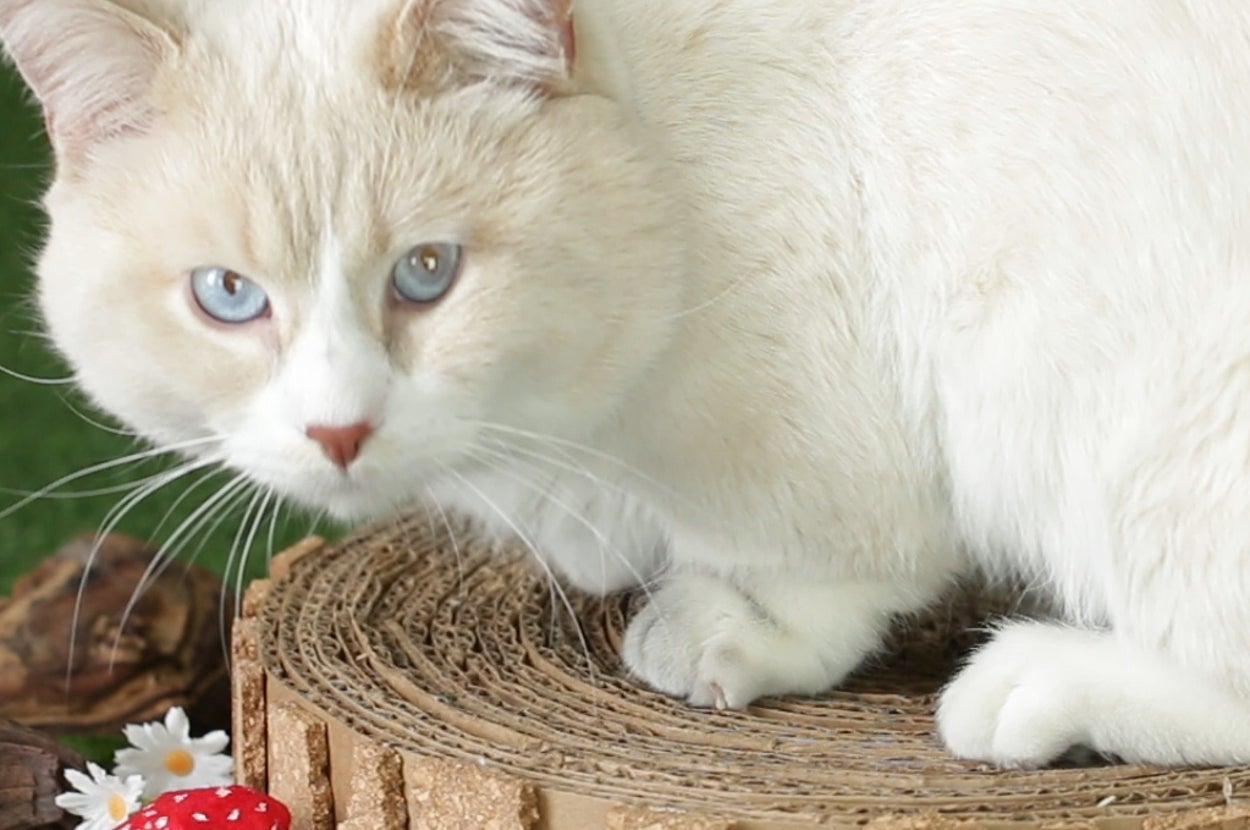 Stop Everything And Make This Tree Stump Cat Scratch Pad