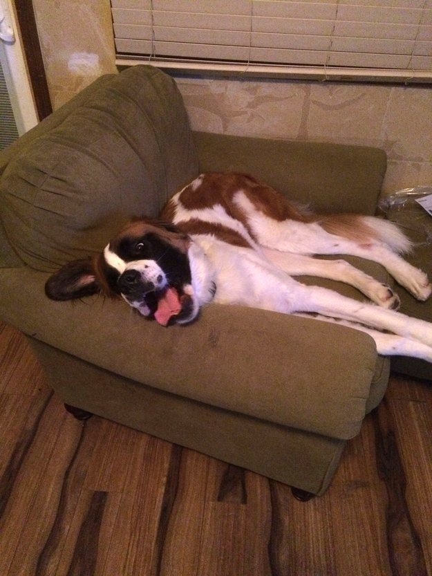 This giant teddy bear who fits just perfectly on her couch.