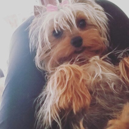 21 Razones Por Las Que No Debes Tener Un Perro Yorkshire Terrier Jamas En Tu Vida