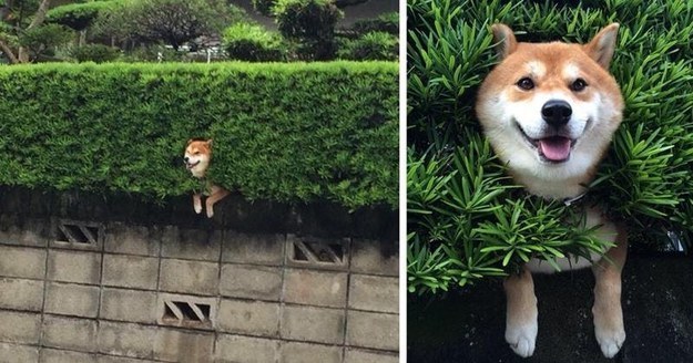 When you're stuck in a bush but you're just going to have to fake it til you make it.