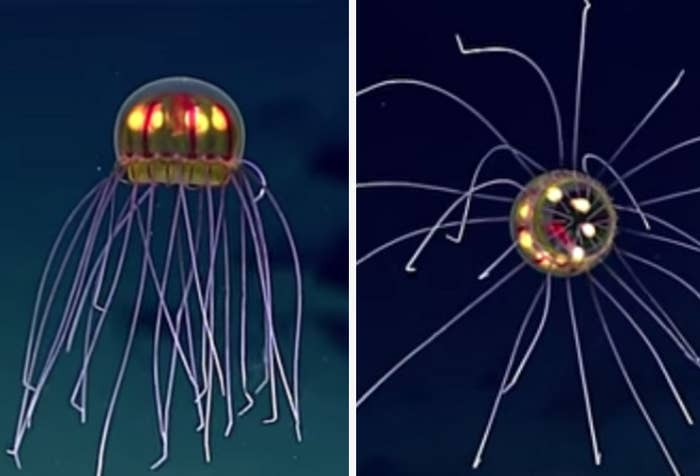 Scientists Found An Incredible Jellyfish And It S Trippy Af