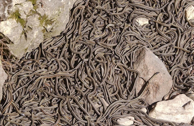 Around this time every year in Narcisse, Manitoba, tens of thousands of snakes slither out of their hibernation holes. At the same time. To create this massive traffic pile of snakes.