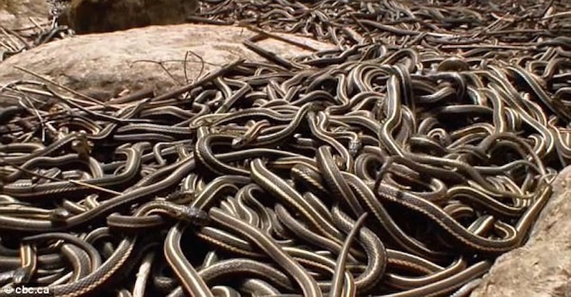 This Is What 75,000 Snakes Waking Up And Mating In Manitoba Looks Like