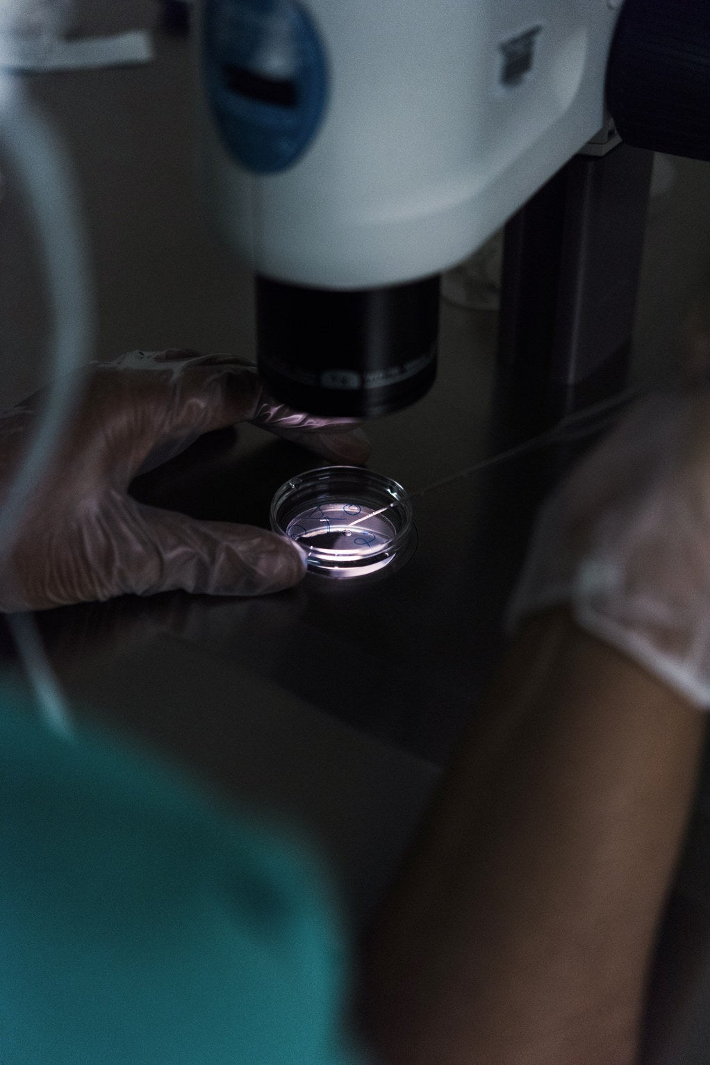 A Petri dish containing an embryo at the IVF lab at New York University’s Langone Fertility Center.