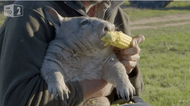 Did I mention how much he loves corn?