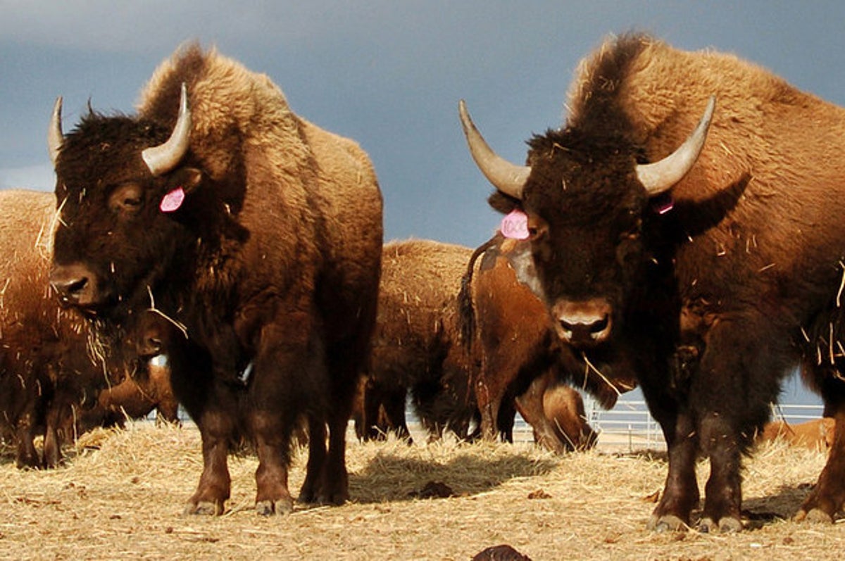The Bison Is Now America's First 