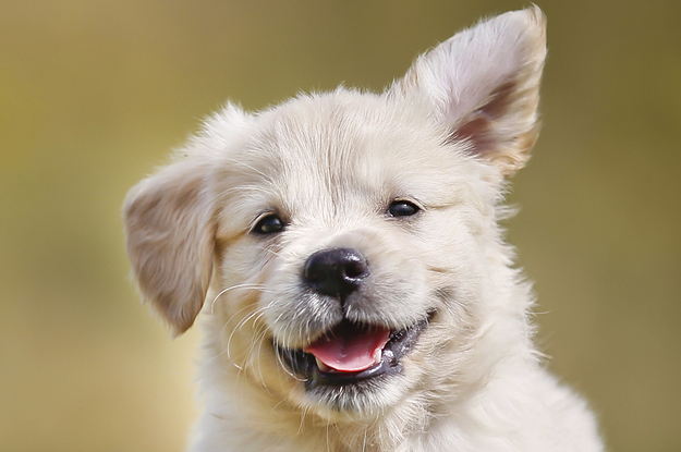 Which Puppy Knows All Your Secrets?