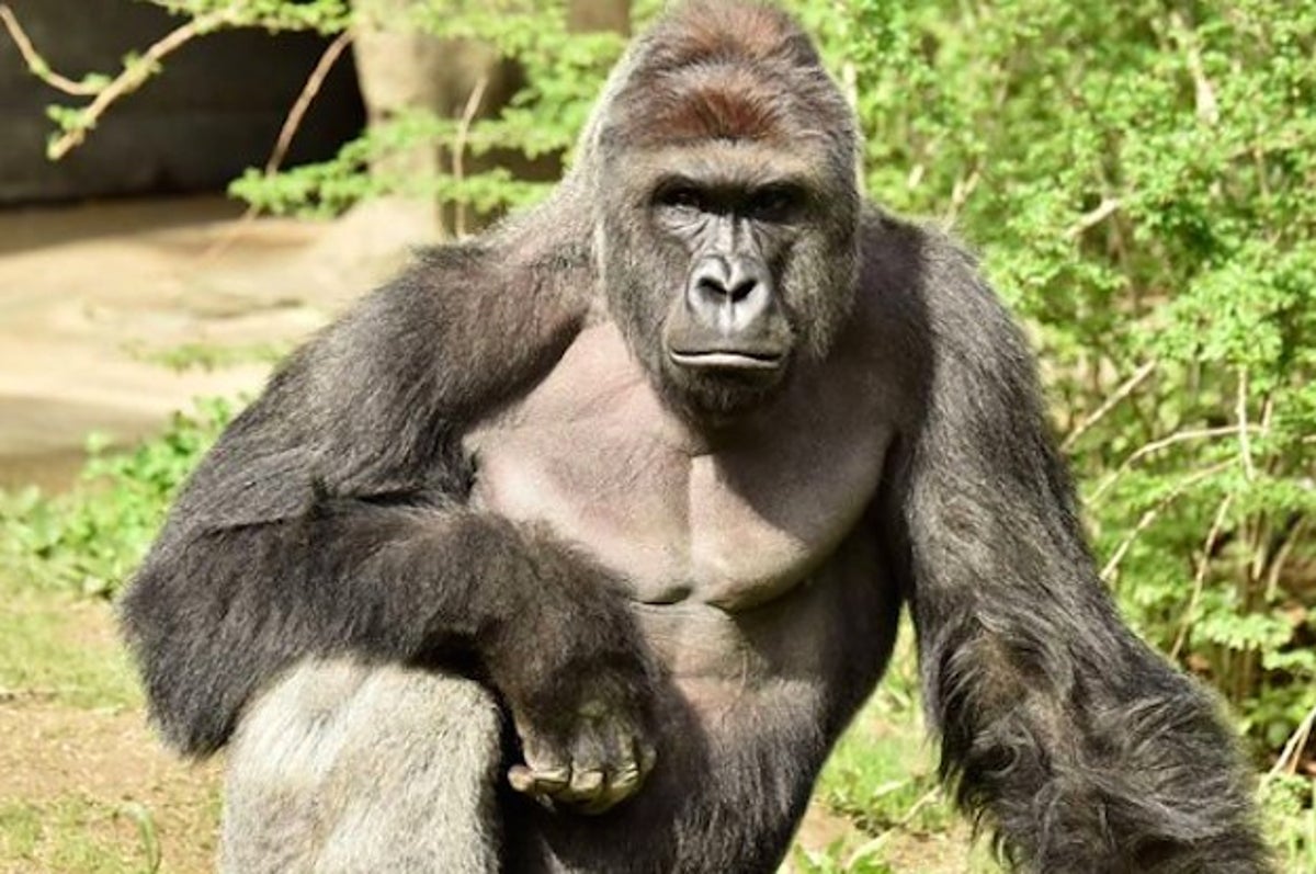 Cincinnati Zoo Is Defending Its Decision To Kill A Gorilla After A Boy