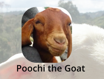 But one goat has emerged as the star of the show. It's Poochi.