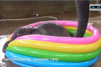 Ce Bebe Elephant Adore Prendre Son Bain Et C Est Magique
