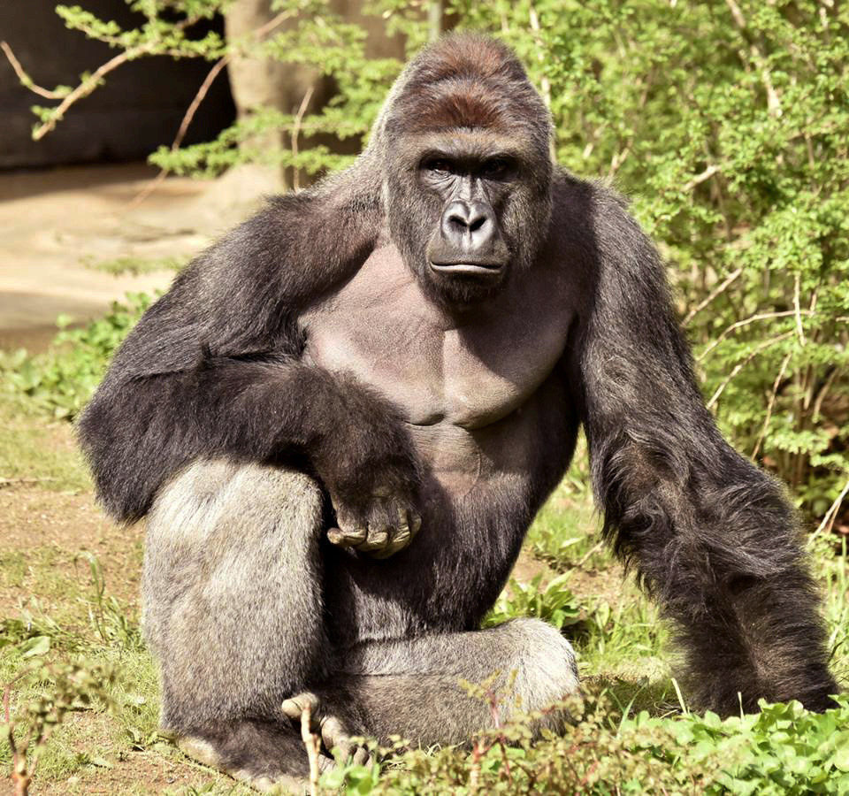 silverback gorilla height