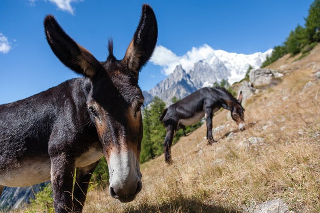 Two towns in Arizona get their mail delivered via mules.