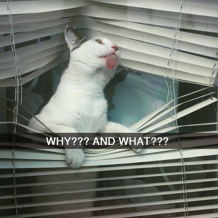 17 Truths Only Couples With A Cat Understand