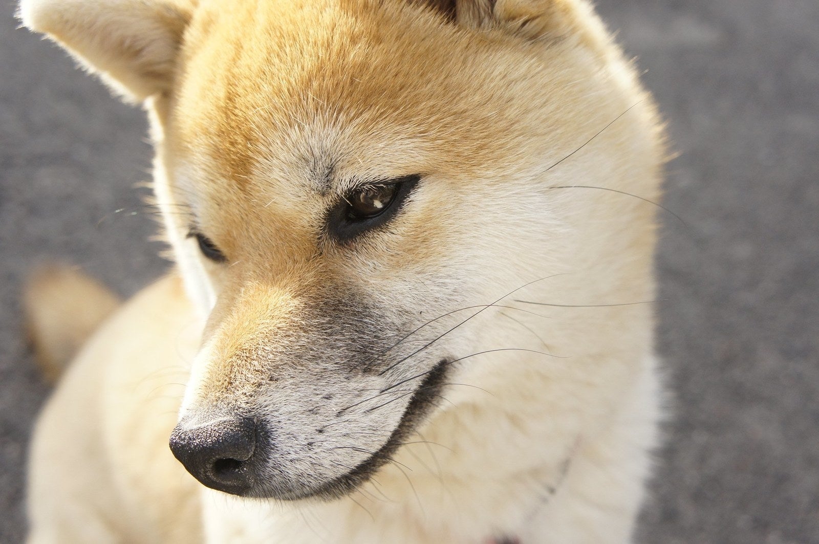 抱っこすると だいたいこの顔 お寺の柴犬せんちゃんがかわいすぎる