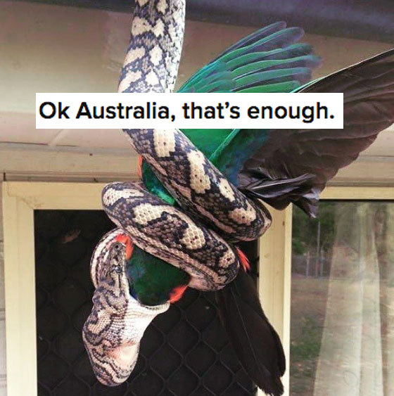 23 Sentences That Could Only Come From Australia