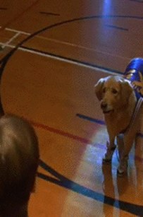 I Turned My Dog Into Air Bud And Now She's A Badass Baller Bitch