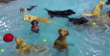NBA Summer Vacation Watch: He's Got That Dog In The Pool