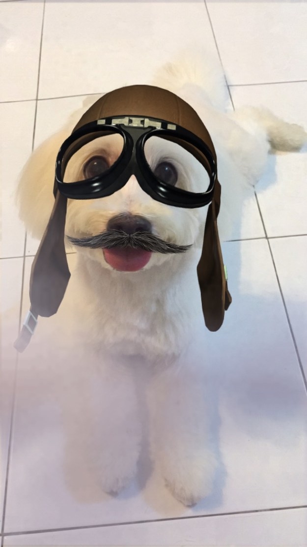 This canine pilot: