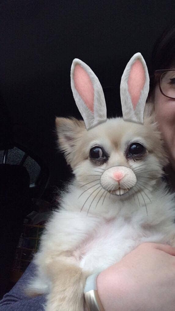 22 Photos Of Pets With Snapchat Filters That Are Just Perfect