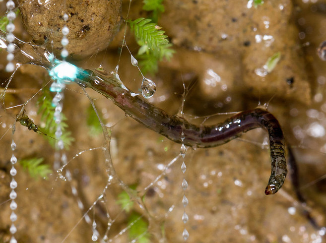 glowworm-insect-facts-a-z-animals