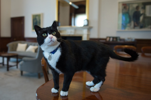 Palmerston The Foreign Office Cat Was Originally Called Leonard