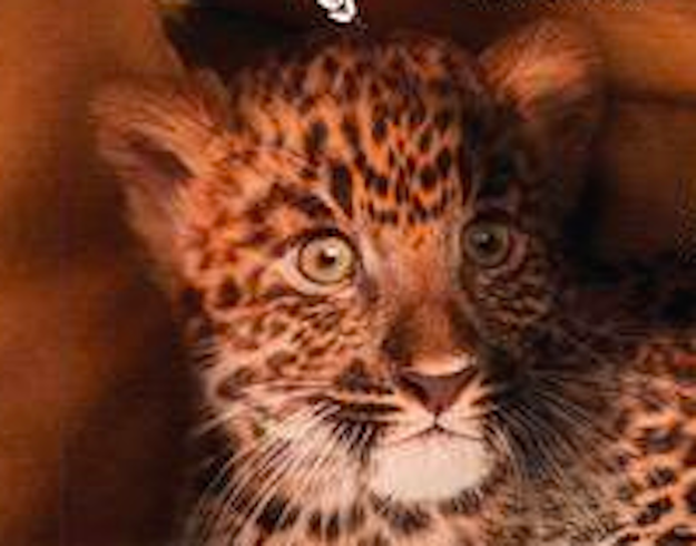 Featuring this really terrified leopard: