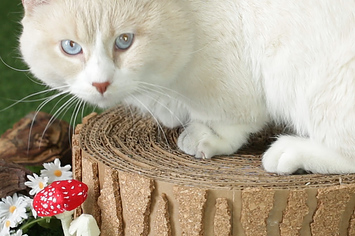 Tree stump cat scratching post 2025