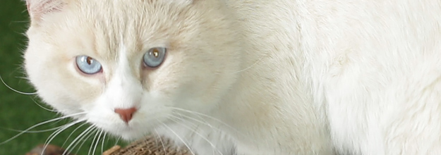 Stop Everything And Make This Tree Stump Cat Scratch Pad