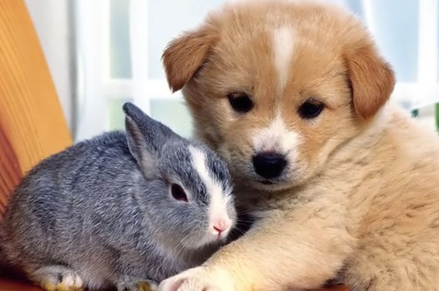 We Know If You Have A Pet And What Kind Of Animal It Is