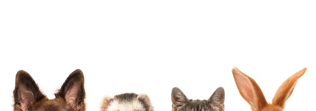 クイズ 耳だけみて どうぶつがわかるかな