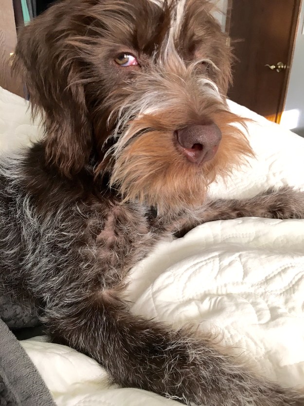 PsBattle: One really buff dog Honden, Middelgrote hondenrassen, Hondenspullen