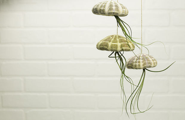 This kit to make your own jellyfish hanging plants: