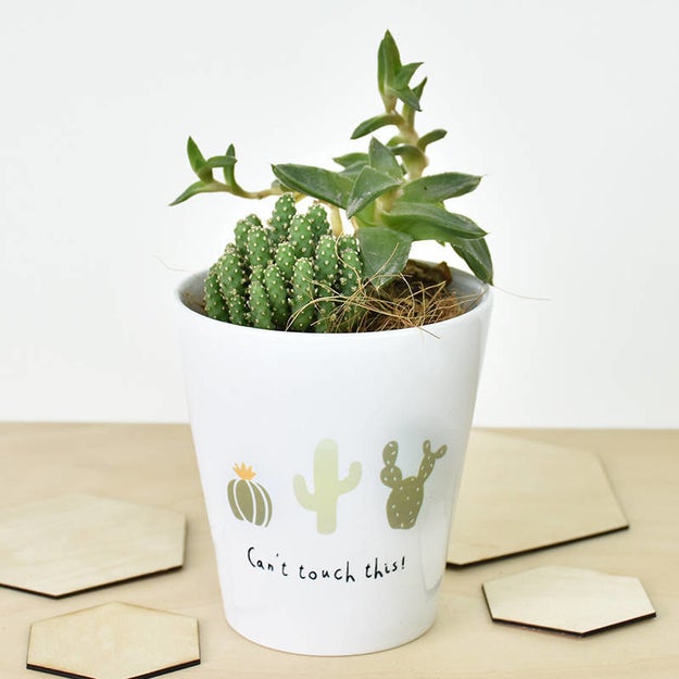 This sassy cactus pot: