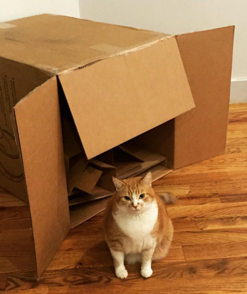 With BuzzFeed's "This Week in Cats" newsletter, cat lovers can get the latest and greatest in the world of felines delivered straight to their inbox each Friday.