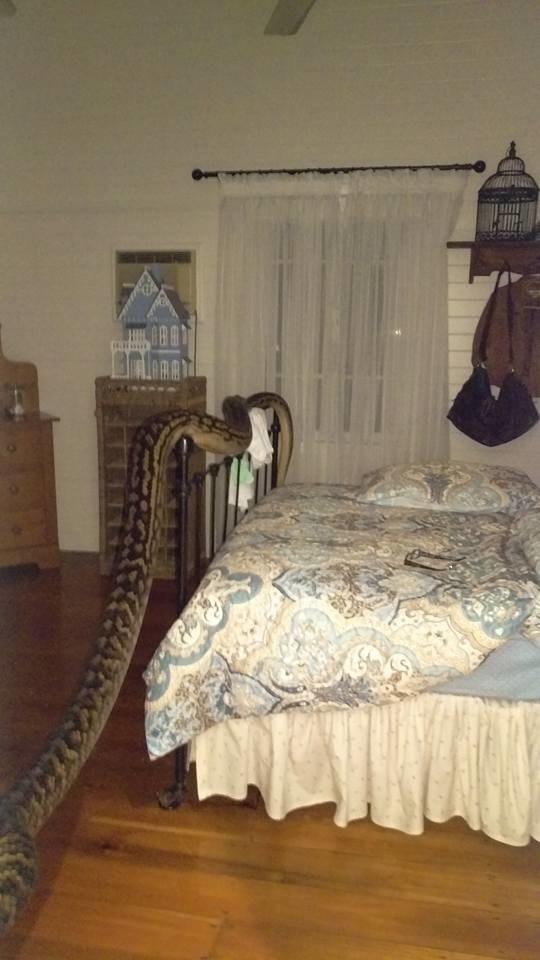 Hier, une Australienne a été réveillée par un python de 4,9m et de 30kg rampant dans son couloir et entrant dans la chambre d'ami.
