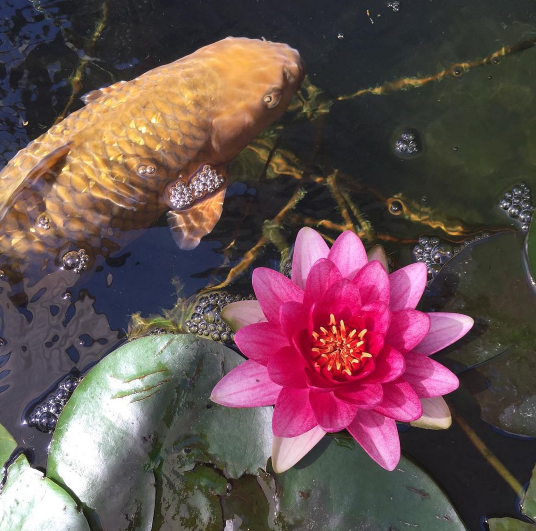 Bredy also owns a large fish pond and last summer bought Frank, a chagoi koi carp. Bredy said that these fish are known to be friendly, and hoped Frank's introduction would help the other fish socialize.