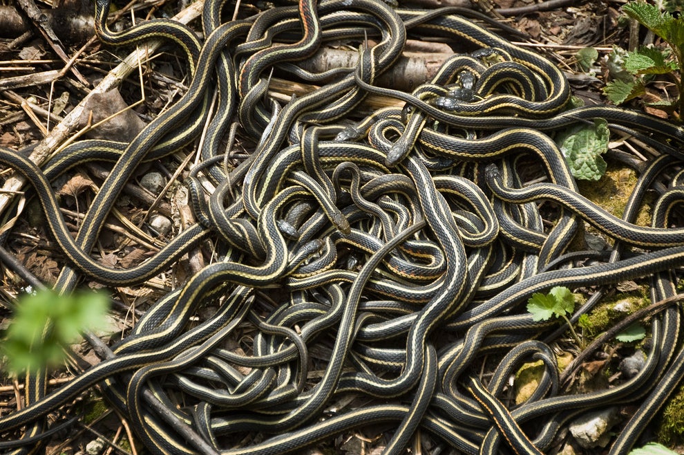 Narcisse Snake Dens, Manitoba