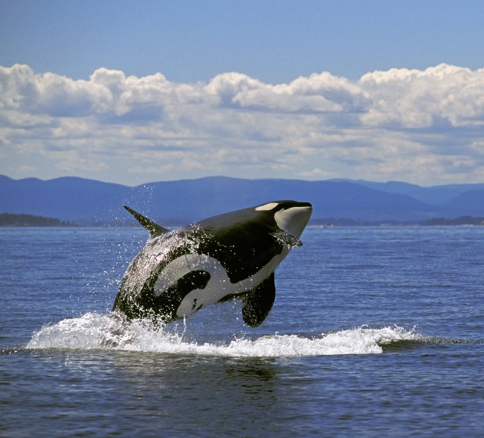 Whale-watching, British Columbia