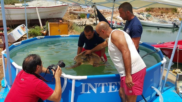 The turtle is undergoing 24-hour care in a sea water pool by veterinarians with the organization Animals Lebanon, the Civil Defense said.