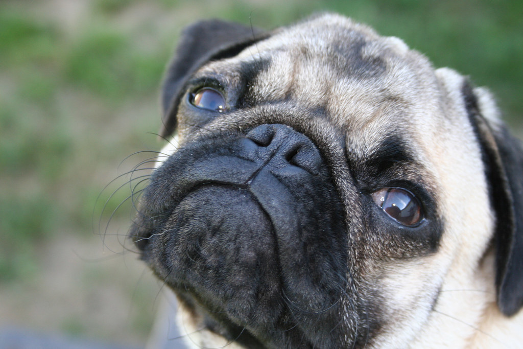 23 Pugs Who Had A Terrible Referendum Night